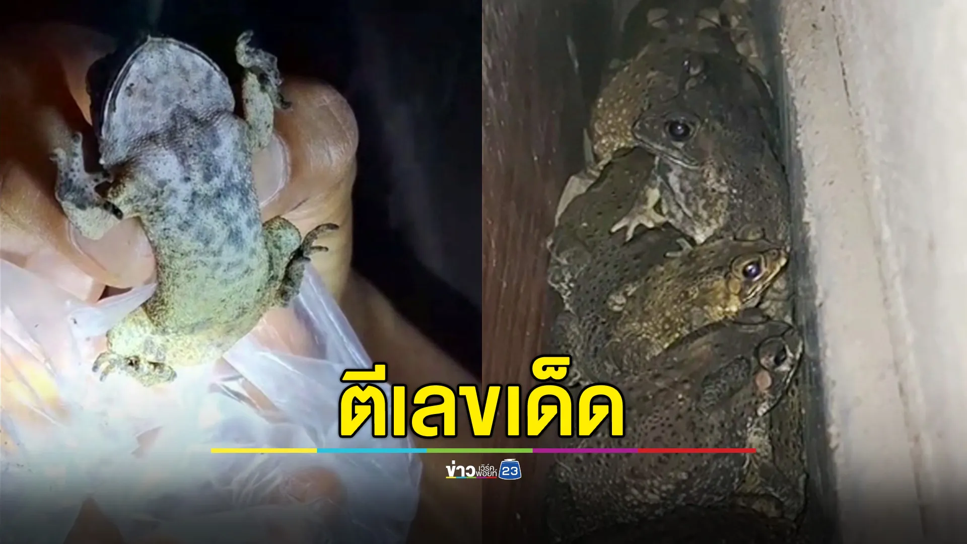 คางคกกว่า 20 ตัวซุกข้างบ้าน เชื่อมาให้โชค