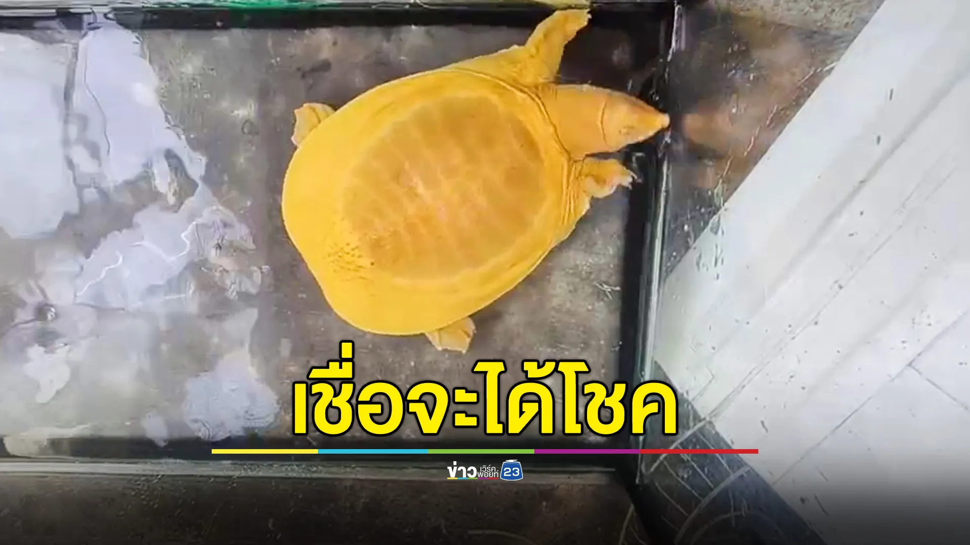 จับได้ตะพาบสีทอง เชื่อได้โชค คอหวยไม่พลาดส่องเลข