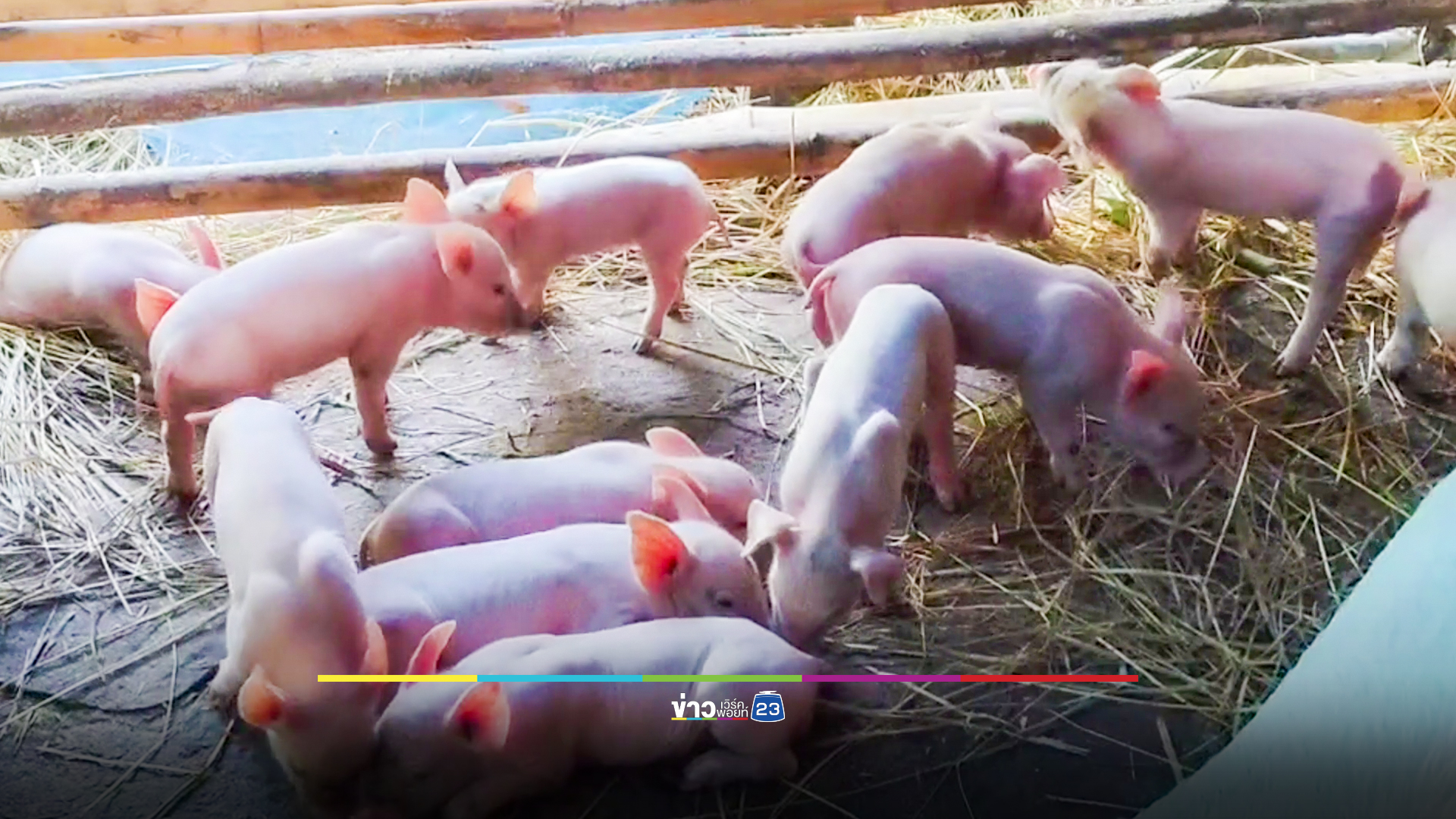 ป้าเจ้าของหมูดีใจ เชื่อว่าลูกหมูให้โชค หลังแม่หมูออกลูก 12 ตัว หนึ่งในนั้นมี 2 เพศ