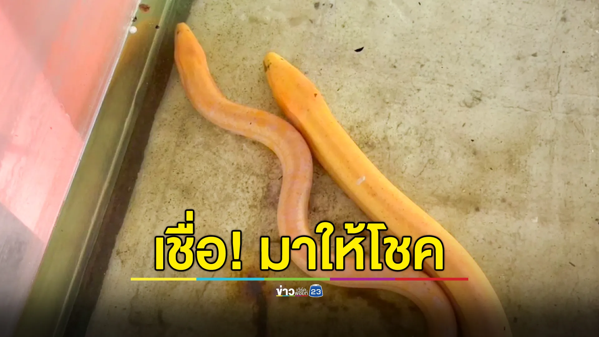ฮือฮา! จับได้ปลาไหลสีทองตัวที่ 2 เชื่อมาให้โชค – เป็นคู่กับตัวแรก